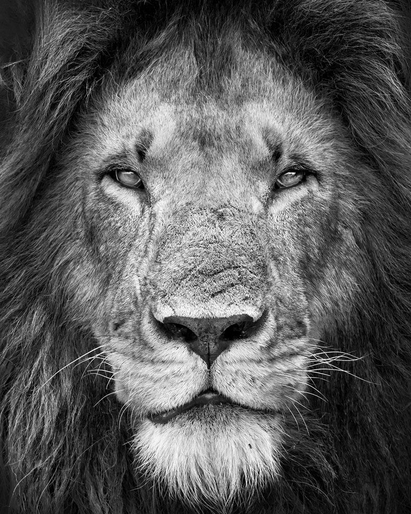lion